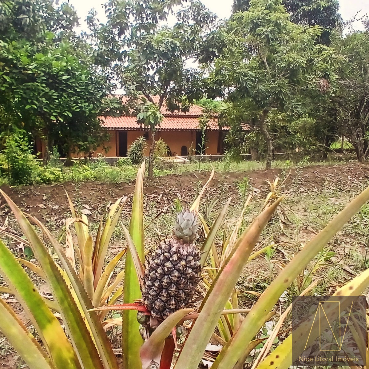 Fazenda à venda com 3 quartos, 143m² - Foto 14